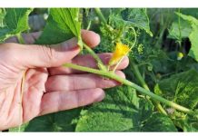 Ranije ćete brati i imati PUNO VIŠE PLOD0VA! Kad se CVJETOVI počnu pretvarati u PLODOVE, ODMAH prelijte svoje krastavce OVOM D0MAĆOM HRANOM