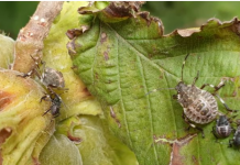 SMRDIBUBE NE PODNOSE OVAJ RASTVOR: Poprskajte povrće i više neće dolaziti u vašu baštu