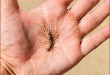 VEĆ SU SVUDA! AKO VIDITE OVU BUBU NA ZIDU, NI SLUČAJNO JE NE UBIJAJTE: Jezive su, ali ukazuju na jedan veliki problem koji imate u kući