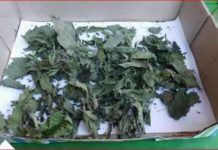 ZOVU JE “DAROM OD BOGA”: UMANJUJE PROSTATU, ELIMINIŠE BUBREŽNI KAMENAC I LIJEČI OD INFEKCIJA MOKRAĆNOG TRAKTA…