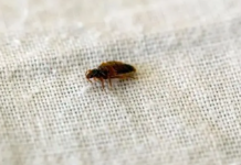 LJUDI se masovno žale na NAJEZDU BUBA! Nalaze se i na KREVETIMA, a ujed izaziva NEPRIJATNOST – Ovo morate uraditi da ih izbjegnete