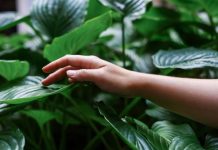 Biljke koje smanjuju stres: Odlične su za zdravlje, vraćaju vam stostruko svaki trud