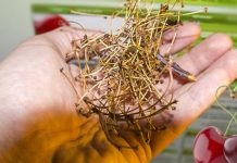 NE BACAJTE PETELJKE OD TREŠNJE: Evo kako da od njih napravite čaj KOJI LIJEČI UPALU BUBREGA I MOKRAĆNIH KANALA