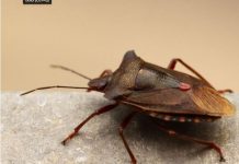 EVO ZAŠTO NIKAKO NE SMIJETE UBITI SMRDIBUBU: Bitno je da ih IMATE U KUĆI, kad čujete RAZLOG zavolićete ih