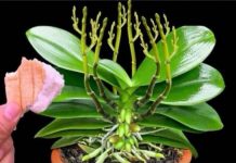 Stavite 1 komad ispod orhideje! Odjednom izraste 100 grana i cvjeta cijele godine