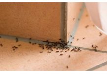 Napokon Znam Kako Se ZAUVIJEK Riješiti Dosadnih Mrava: Nestali Iz Stana I Iz Vrta!