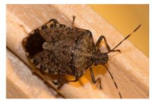 STAVITE OVO KOD VRATA I SVIH PROZORA: Smrdibube se neće približiti vašem domu!