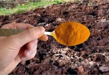 1 KAŠIKA zamjenjuje tonu stajnjaka: Posipam njome cijelu baštu, onda samo imam vremena da uberem toliko!