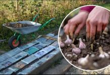 Bijeli luk za zimu sadim samo preko NOVINSKOG TRIKA! Savršena metoda sadnje za sve zaposlene ljude