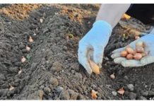 Uvek se pridržavam saveta mog dede pri sadnji luka; Godinama imam takav rod da se i komšije dive!