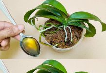 Sipajte samo jednom! Najslabija orhideja momentalno postaje jaka i cvjeta cijelu godinu…..FOTO