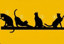 Odabirom mačke prikazane na slici otkrit ćete je li vam sreća u životu naklonjena ili ne: opsežan test koji otkriva sve.