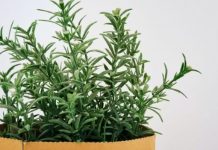 Ova čarobna biljka stoljećima se koristi kao talisman u domu: morate je nabaviti, a evo i zašto.