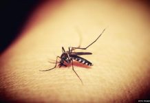 Namazala ujed komarca korom voćke, efekat oduševio 20 miliona ljudi (VIDEO)