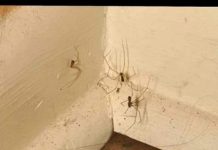 PAUKOVI NE PODNOSE MIRIS JEDNE BILJKE: Nabavite je i nećete ih više vidjeti u kući