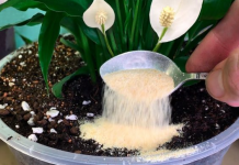 Nakon ovog moje sobne biljke CVATU kao divlje: Dodajte po 1 kašičicu usvaku saksiju, ništa više!