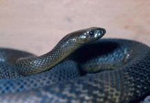 OVU ZMIJU SRBI ZOVU ČUVARKUĆA, IZLAZI SAMO U JEDNOM SLUČAJU: Zaledićete se kada čujete razlog njenog pojavljivanja