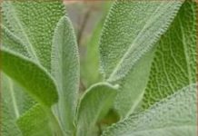 Bog se brine za sve: Ovo je jedna od najljekovitijih biljaka na svijetu, a mi to i ne primjećujemo!