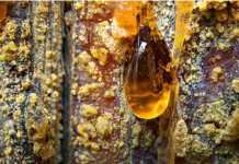 BOROVA SMOLA: Način skupljanja i za šta se sve koristi?