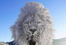 Optička iluzija koja kažu otkriva nogo o vama. Šta prvo vidite na slici?