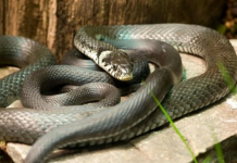 Zmije se ovog jako plaše, Uskoro kreće njihova sezona pa se treba pripremiti kako bi bježale od vas…
