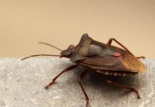 Smrdibube se strašno plaše mirisa ove biljke: Nabavite je i zauvijek ćete ih otjerati iz svog doma