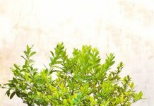 Ovo drvo se oduvek smatralo svetim: Uspeva i u stanu, a pravi je magnet za novac