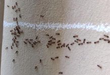 Imate mrave u kući i kuhinji koji nikako da odu: Ovim trikom ih isterajte – Deluje već posle prvog prskanja!