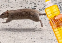 TRIK DA SE JEDNOM ZAUVIJEK RIJEŠITE MIŠEVA!😲👆 Ako imate problem s glodavcima u kući, podrumu ili garaži, evo kako ga konačno možete riješiti!