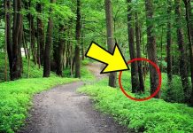 Ako vidite ovo drvo, sjedite na zlatu, a niste toga ni svjesni!!!KADA OVO SAZNATE ODMAH ĆETE GA POTRAŽITI