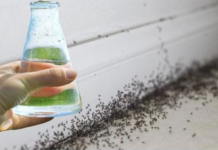 Sa samo jednom kapljicom, možete učiniti da mravi trenutno nestanu – nevjerojatno učinkovit trik za vaš dom!