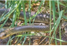 ZMIJSKI UJED: Prepoznajte simptome i saznajte šta uraditi?