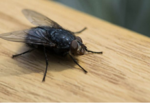 KO IMA OVU BILJKU U KUĆI, MUHE KOD NJEGA NE ULAZE: Ovo ljeto nećete vidjeti muhu u kući, samo trebate da zasadite ovu biljku, MUHE JE NE PODNOSE