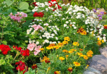 6 vrsta cveća koje možete da posadite sada, trajaće do zime: Biljke koje traju godinama, a ne zahtevaju posebno održavanje