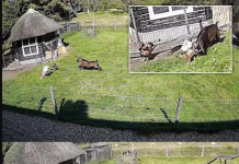 Nevjerovatna scena na farmi: Pijetao i koza herojski spasili kokoš od jastreba!