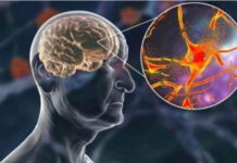 Hrani mozak i čuva pamćenje, JEDITE JE JEDNOM SEDMIČNO – NAJBOLJA NAMIRNICA PROTIV DEMENCIJE, MNOGI JE RIJETKO KAD JEDU!