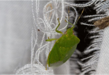 SMRDIBUBE SE UŽASNO PLAŠE JEDNE STVARI: Samo stavite ovo i BJEŽAT ĆE OD VAŠE KUĆE