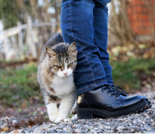 Što vam vaša mačka pokušava reći kada vam se trlja uz noge?Obratite pažnju pokušava nešto važno da vam kaže!!!!