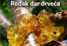 Prirodna smola drveta – zlatni dar prirode za zdravlje i ravnotežu
