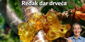 Prirodna smola drveta – zlatni dar prirode za zdravlje i ravnotežu