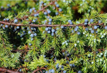 NAJJAČI PRIRODNI LIJEK ZA ŠEĆERNU BOLEST: Obavezno zabilježite recept jer je njegova priprema vrlo jednostavna !