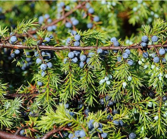 NAJJAČI PRIRODNI LIJEK ZA ŠEĆERNU BOLEST: Obavezno zabilježite recept jer je njegova priprema vrlo jednostavna !