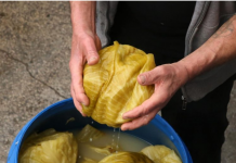 Što se događa s vašim tijelom ako jedete kiseli kupus 10 dana zaredom?