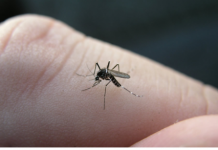 Zašto komarci uvijek biraju iste ljude? Naučno objašnjenje neugodnog problema