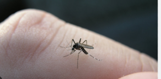 Zašto komarci uvijek biraju iste ljude? Naučno objašnjenje neugodnog problema