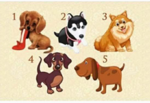 Odaberite štene i otkrijte što vaš izbor govori o vama