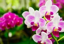 Stavite pola kašičice ovog praha u svaku saksiju i za 4 nedelje orhideje će procvetati kao nikad do tad