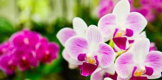 Stavite pola kašičice ovog praha u svaku saksiju i za 4 nedelje orhideje će procvetati kao nikad do tad