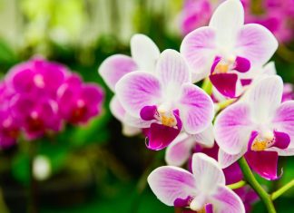 Stavite pola kašičice ovog praha u svaku saksiju i za 4 nedelje orhideje će procvetati kao nikad do tad