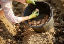 DV0STRUKI Prinos Krompira: 0BAVEZN0 D0DAJTE 0V0 U ZEMLJU PRlJE SADNJE…